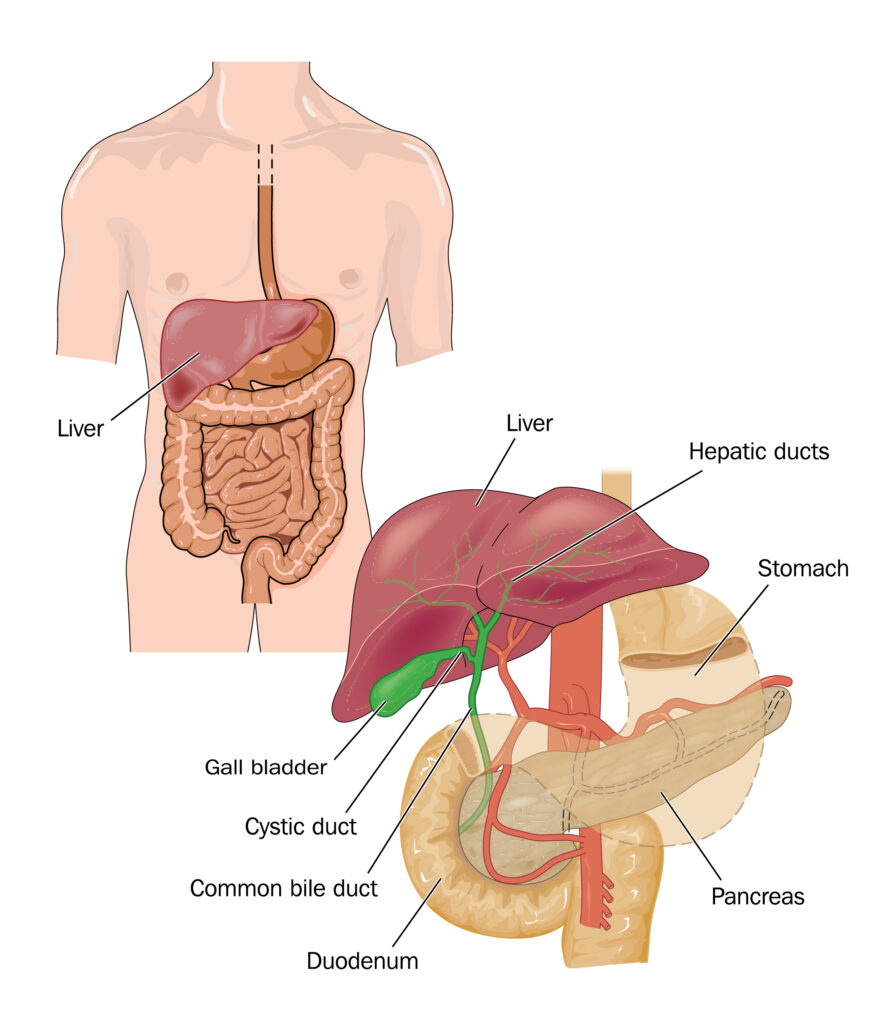 pancreas-disease-jackson-siegelbaum-gastroenterology